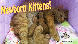 Rare Ginger Cat with 6 Newborn Kittens