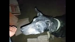 Он пришел прямо к двери моего приюта