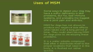 MSM for Dogs