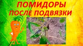 Помидоры после подвязки лентой видеокасеты. Легко, быстро и бесплатно!