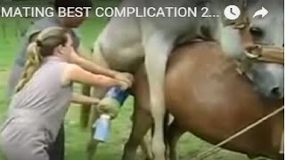 NEW HORSE MATING BEST COMPLICATION 2016