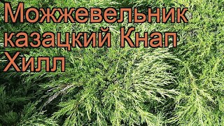 Можжевельник казацкий Кнап Хилл (knap hill) ? обзор: как сажать, саженцы можжевельника Кнап Хилл