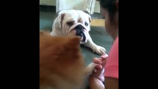 Bulldog Sophia triste