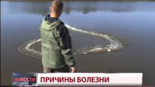 Мор рыбы. Новости. GuberniaTV