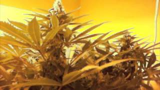 BY DA MINDSTROW, LSD BARNEY FARMS WEED PLANT