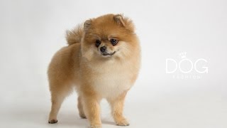 Курсы груминга - обучение стрижке собак Груминг салон Fashion Dog