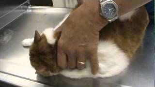 Cat Vet Visit