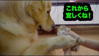 初めてうさぎに会ったゴールデンレトリバー犬の反応が超かわいい！めっちゃ嬉しそう