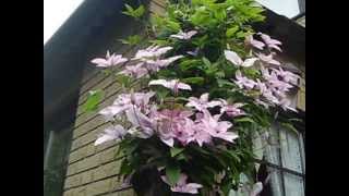 Clematis