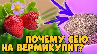 ПОСЕВ КЛУБНИКИ НА ВЕРМИКУЛИТ. ЗАЧЕМ Я ЭТО ДЕЛАЮ?
