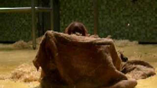 Orangutang showing off