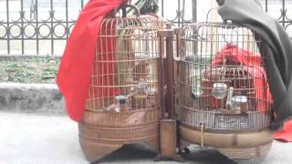 Mi chiến 203 (Lồng bên trái) (ĐT: 0916 458 468) (Đã bán)