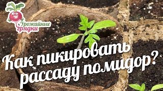 Как пикировать рассаду помидор? промежуточные итоги 2 #urozhainye_gryadki