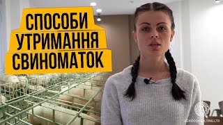 СПОСОБИ УТРИМАННЯ СВИНОМАТОК