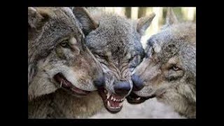 Серьёзный фильм "ДЕД: Повелитель волков" --- Serious film "FATHER: Lord of the wolves"