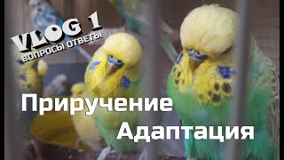 ? ✉ Адаптация и приручение волнистого попугая. Попугай не ест в первые дни!
