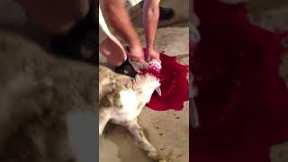 Halal Slaughter Sheep