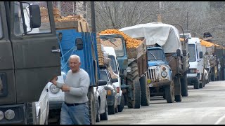 Очереди из мандаринов: в Аджарии проходит сбор урожая цитрусовых - видео