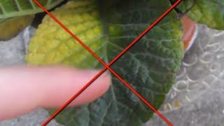 Примула уход, выращивание, полив.