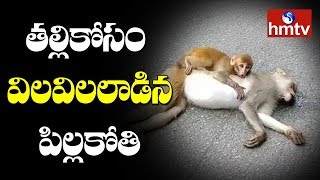 తల్లికోసం విలవిలలాడిన పిల్లకోతి | Baby Monkey Crying For Mom | Telugu News | hmtv