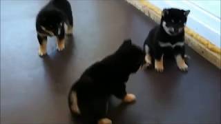 SamaraSun kennel. Black and tan puppy shiba. Щенки чп  сиба от Яши и Тамы