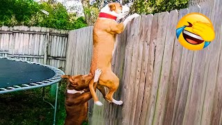 Funniest Animal Videos 2022 - Funny Dogs And Cats Videos