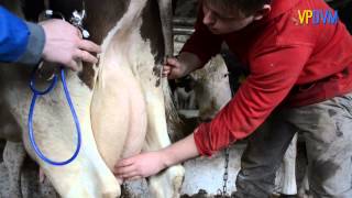 Постановка диагноза. Diagnosis.