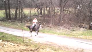 Registered TWH Mare