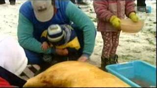 Csobánka CESC - Disznóvágás cserkészmódra - Pig slaughter á la scout