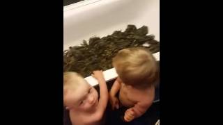 Раки Ахтубинска