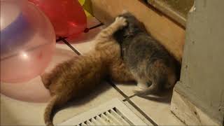 KittyJoyJoy - Kittens Balloons Looner Popping Funny Cat Videos