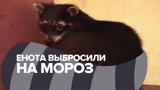В Петербурге спасли замерзающего на улице енота / #shorts
