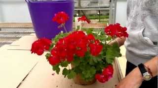 How to cut back pelargoniums(Geraniums)