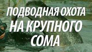 КРУПНАЯ РЫБА СОМ. ПОДВОДНАЯ ОХОТА НА СОМА