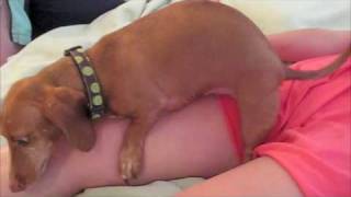 wilson humping