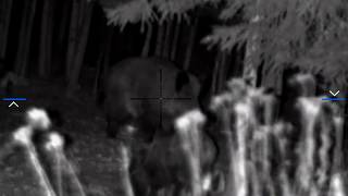 Wild Boar Hunting - Pulsar Digisight Ultra N455