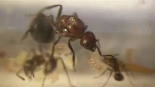 НЕ УДАЧА ПОГИБЛИ РАБОЧИЕ / Myrmicaria brunnea