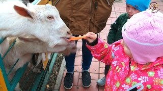 Дети в Контактном зоопарке Лап-Ландия. МанкиТайм