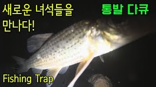 통발 다큐,  통발에 들어온 새로운 녀석들!