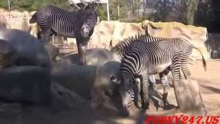Zebra Mating   Big Zebras Make Love Compilation   YouTube