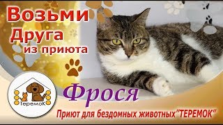 Приют Для Бездомных Животных "ТЕРЕМОК": Фрося