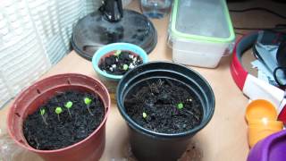 Sensitive plant (Mimosa pudica)