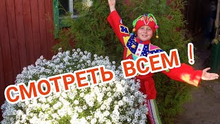 ?Сказочный Алиссум Сноу Принцесс!///Magische Lobularia Snow Princess!❄☃️