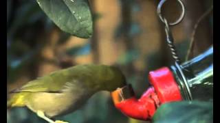 Zosterops pallidus hits the bottle