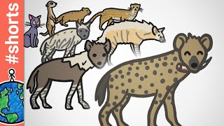 Hyena Families #Shorts