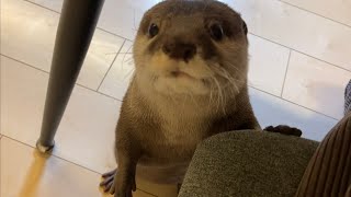 カワウソさくら 飼い主がいなくて心配するカワウソotter worried because the owner was absent