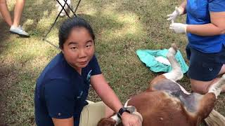 Miniature horse full length castration video