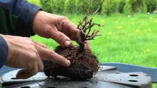 Bonsai wilder Wein, on the rock