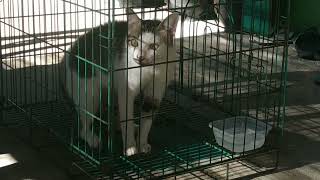 KUCING SAAT MARAH. PUTIH KEDATANGAN MUSUHNYA. #Shorts