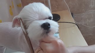 말티즈 얼굴컷+전체미용하기(3mm역미용) 강아지전체미용하는법!